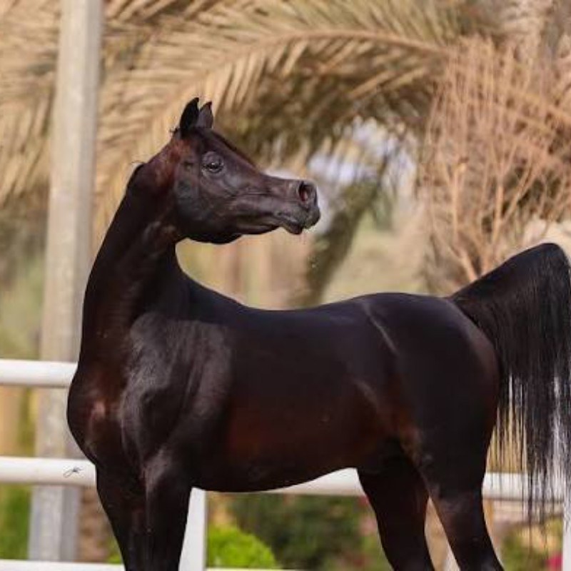اجا